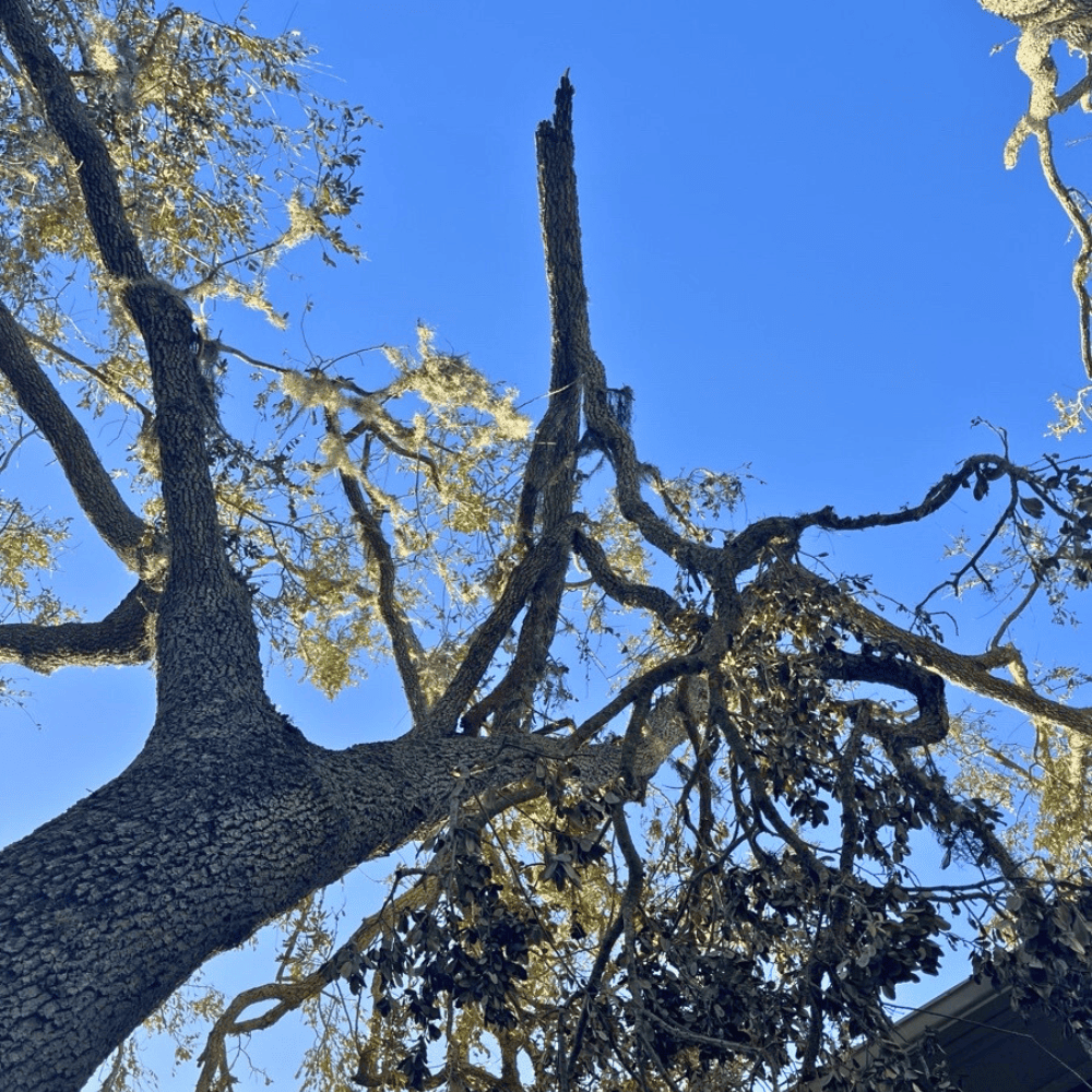 Broken Tree Limb Discovered During Home Watch in Sarasota